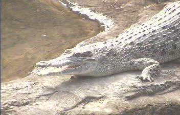 Salt-Water Crocodile