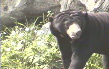 Malayan Sun Bear